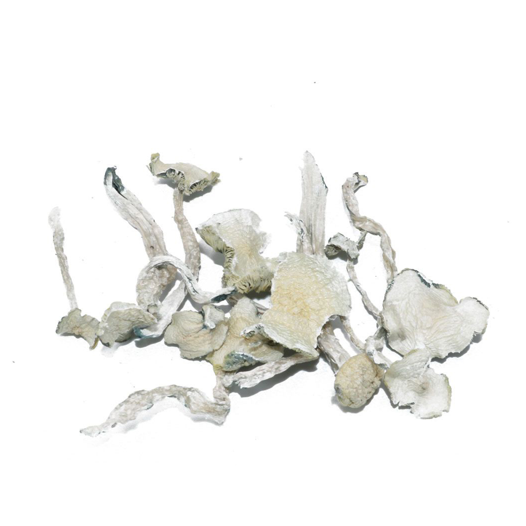 Albino-Teacher-Mushrooms.jpg