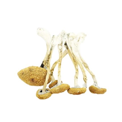 Psilocybe Cubensis Golden Teacher Magic Mushroom