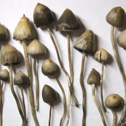 LIBERTY CAP MUSHROOMS
