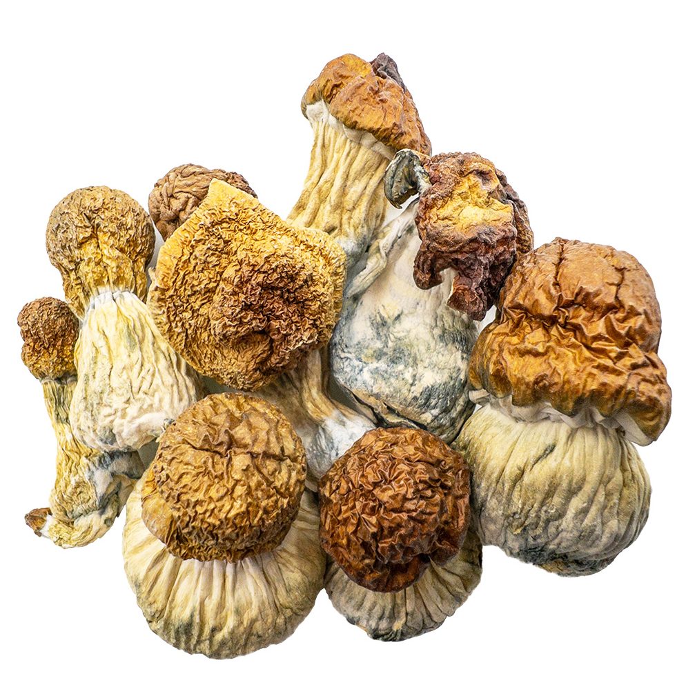 code-blue-shrooms-0110-e1705011620716.jpg